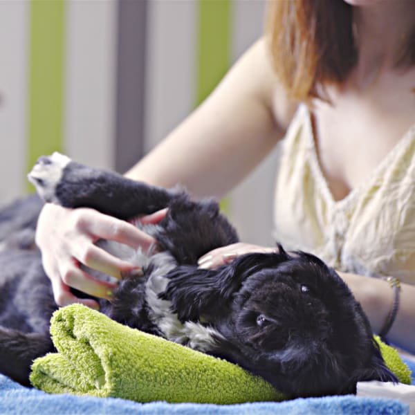 Professional caressing at dog salon